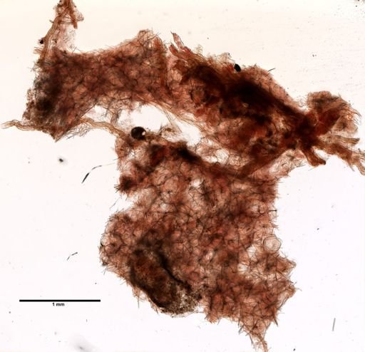 Lissodendoryx isodictyalis