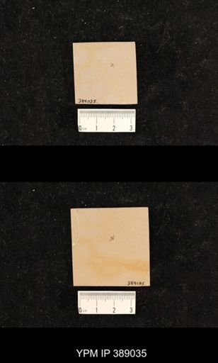 Hemiptera?