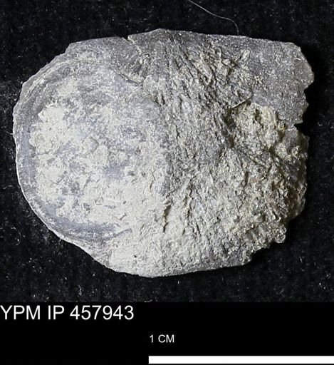 Strophodonta sp.