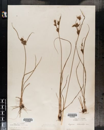 Cyperus schweinitzii