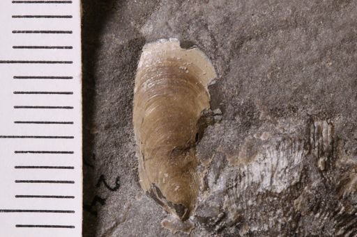 Lingula? carbonaria