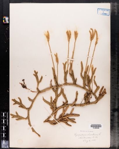 Lycopodium clavatum
