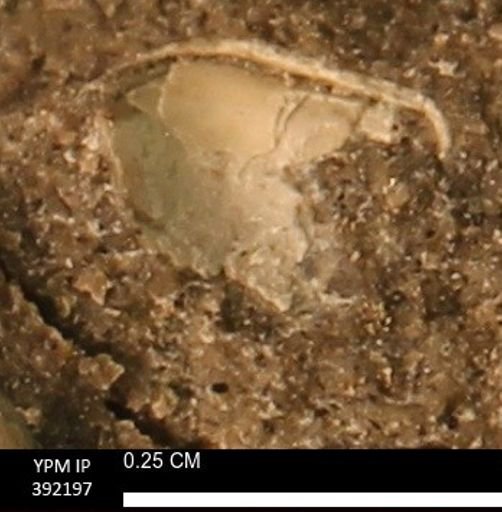 Protocardia sp.