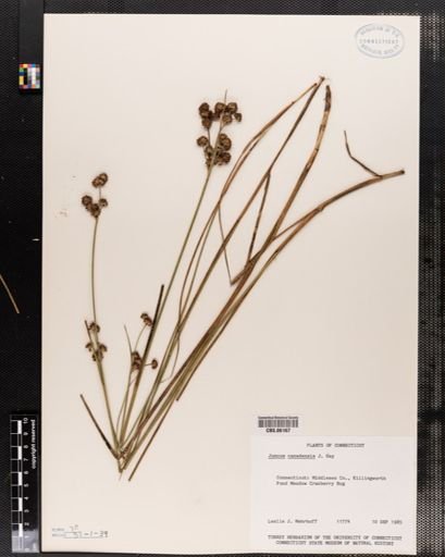 Juncus canadensis
