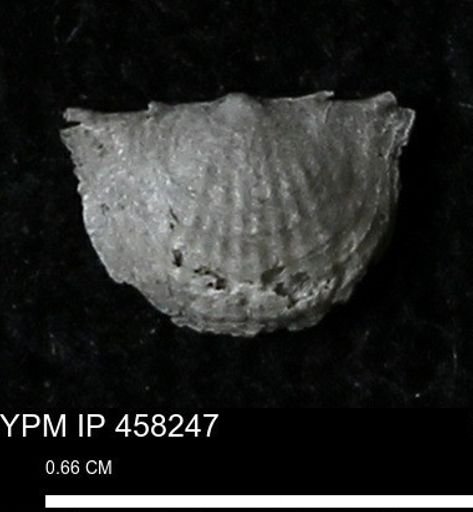Chonetes mucronatus