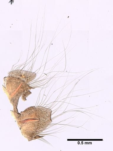 Nephtys caeca