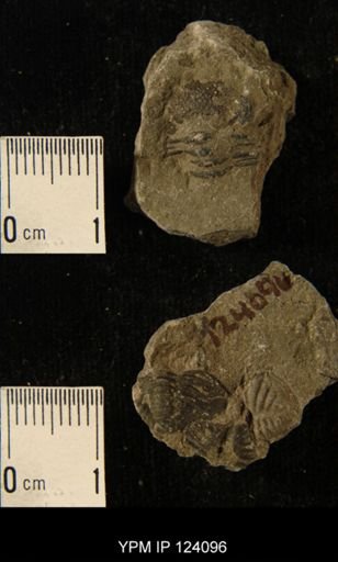 Phacops rana