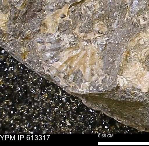 Scaphites sp.