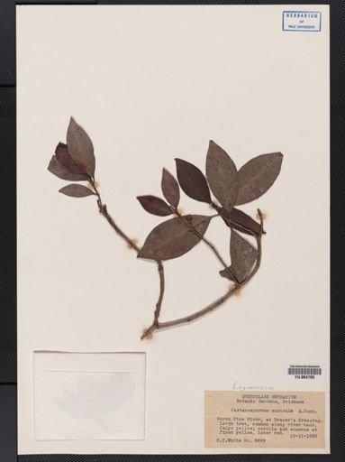 Castanospermum