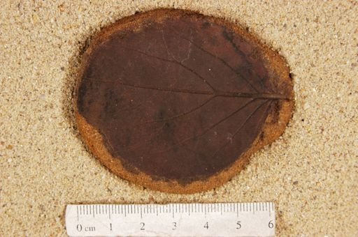 Ficus inaequalis