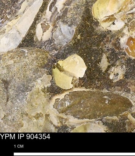 undet. Bivalvia