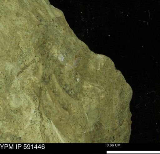 undet. Ammonoidea