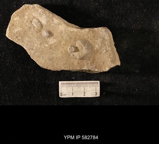 Strophomena?
