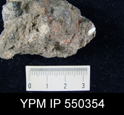 Rhipidomella pecosi