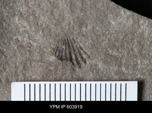undet. Rhynchonellidae