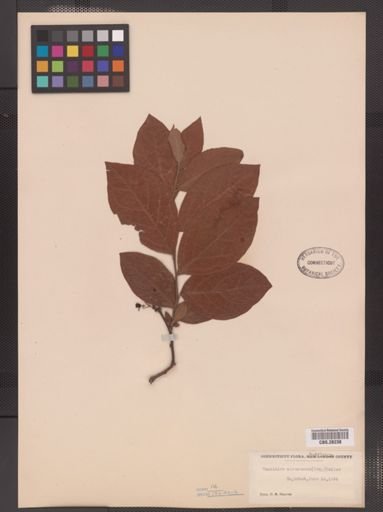 Vaccinium atrococcum