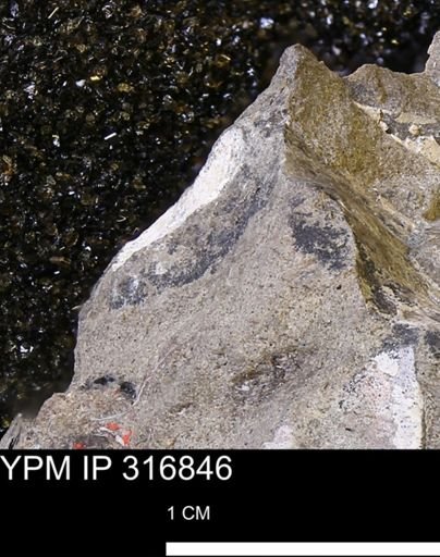 undet. Mollusca