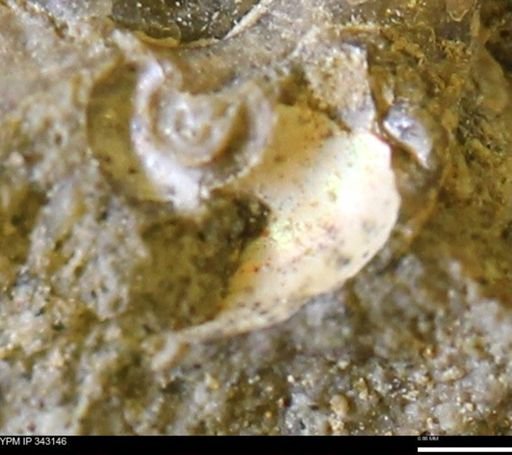 undet. Scaphitidae