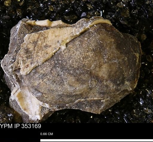 Parallelodon?