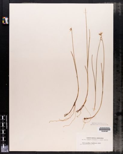 Carex pauciflora