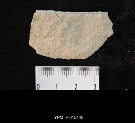undet. Hexapoda