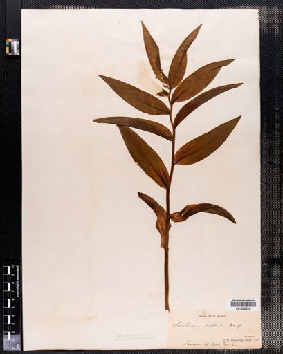 Maianthemum