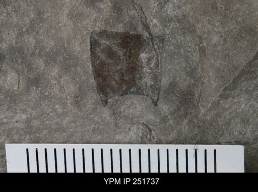 undet. Eurypterida