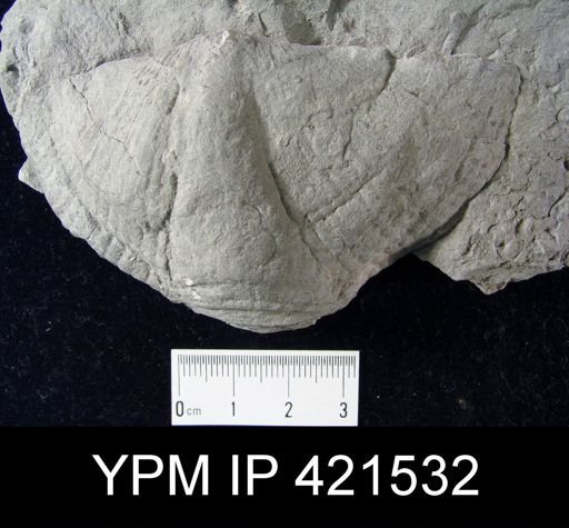 Syringothyris sp.