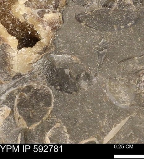 undet. Bivalvia