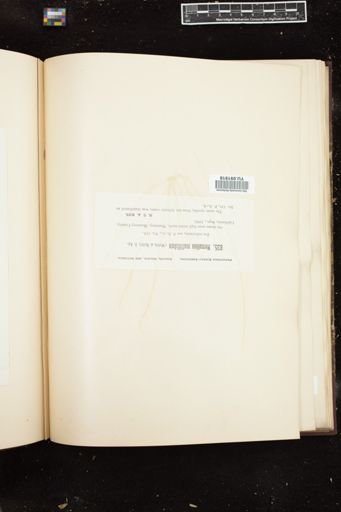 Nemalion multifidum