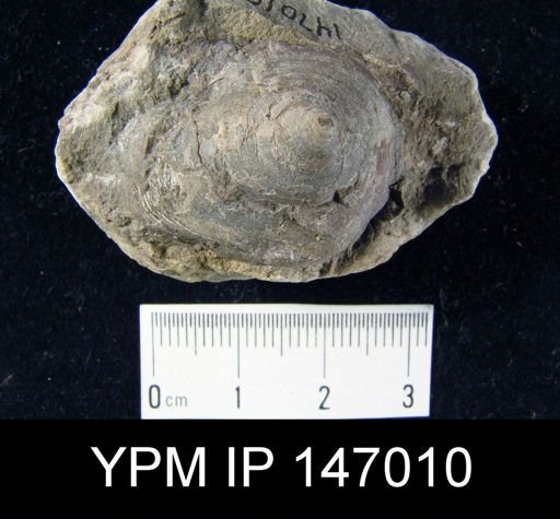 Orbiculoidea convexa