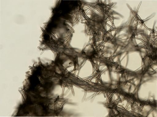 Petrosiidae