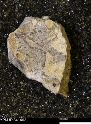 Scaphites sp.