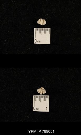 undet. Brachiopoda