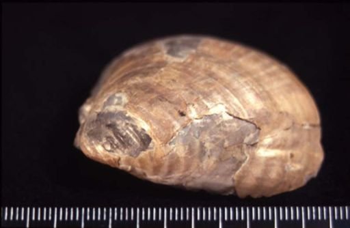 Inoceramus sp.