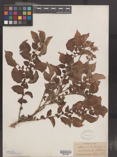 Solanum tuberosum