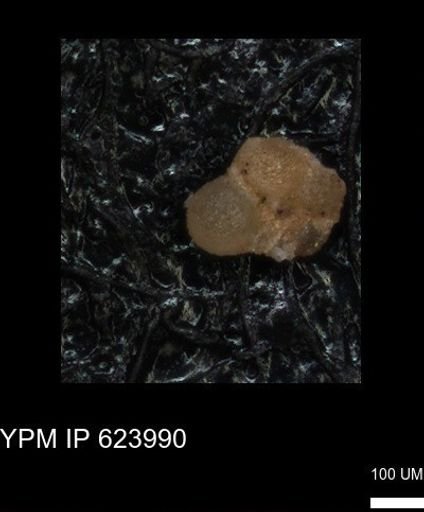 undet. Foraminiferida