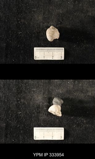 Echinoconchus biseriatus