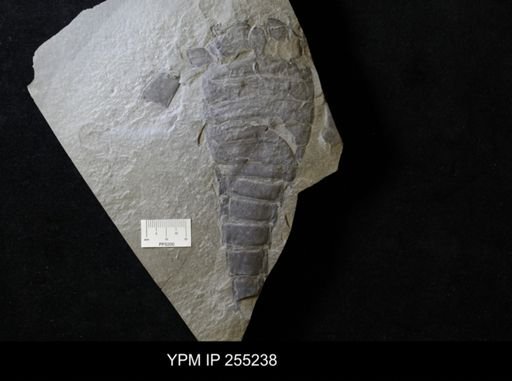Eurypterus lacustris
