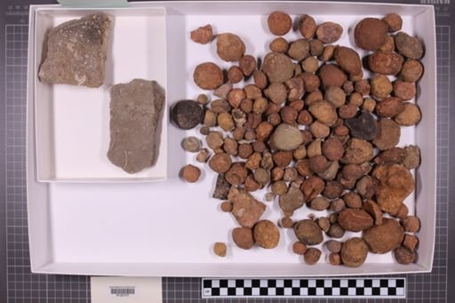 mixed taxa, stratigraphic collection