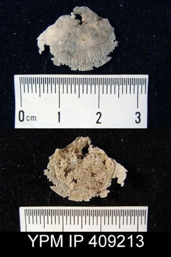undet. Strophomenidae