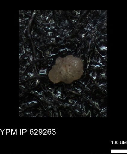 undet. Foraminiferida
