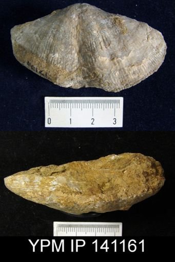 Spirifer sp.