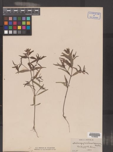 Melampyrum lineare