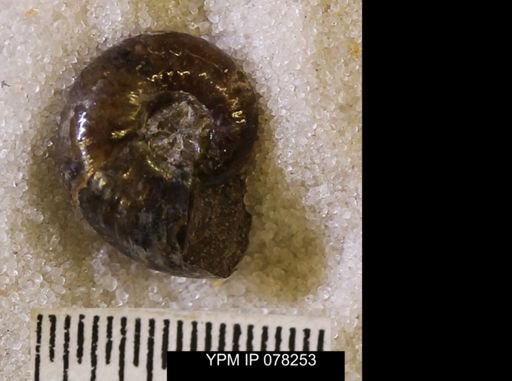 Hoploscaphites comprimus