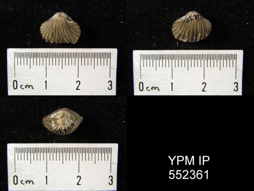 undet. Rhynchonellida