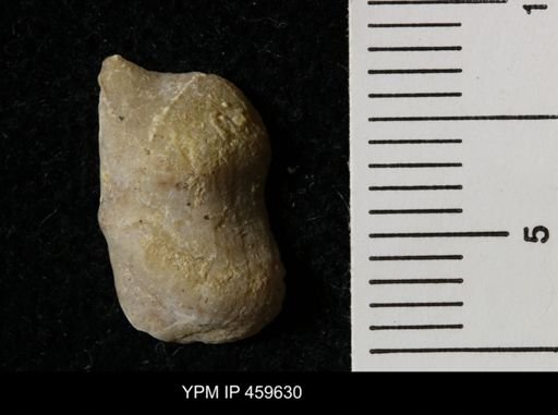 Lissochonetes geinitzianus