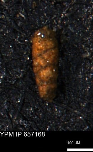 Verneuilinoides hectori