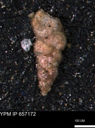 Verneuilinoides hectori