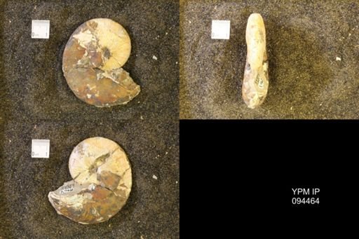 Hoploscaphites nicolletii